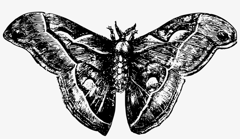 Icons Free And Downloads Graphic Freeuse Library - Moth Png, transparent png