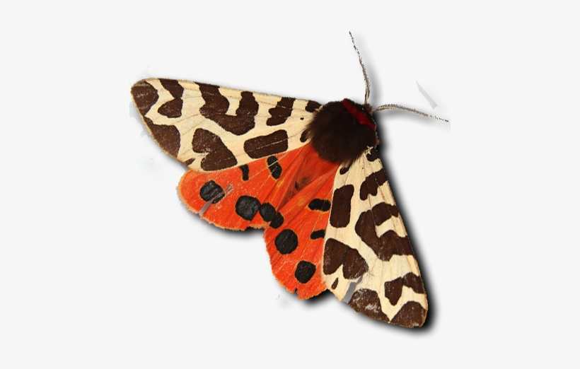 Tiger Moth - Garden Tiger Moth, transparent png