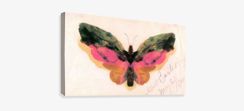 Butterfly By Bierstadt Canvas Print - Albert Bierstadt Butterfly Art Print Poster 19 X 13in, transparent png