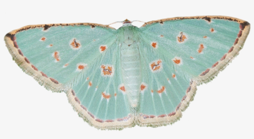 5 - Moths Transparent, transparent png