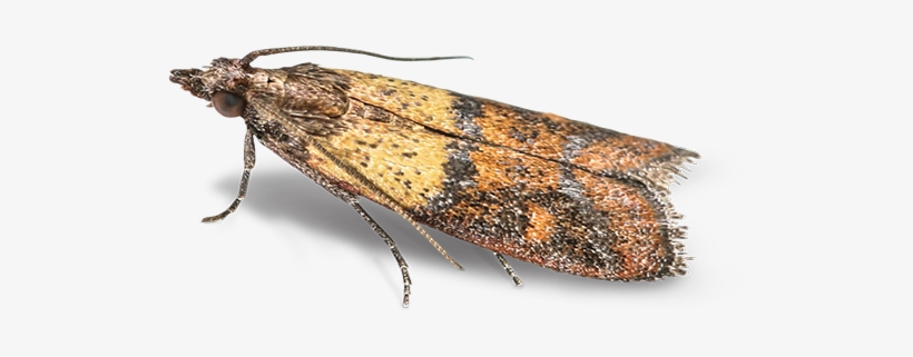 Pantry & Birdseed Moths - Indian Meal Moth, transparent png