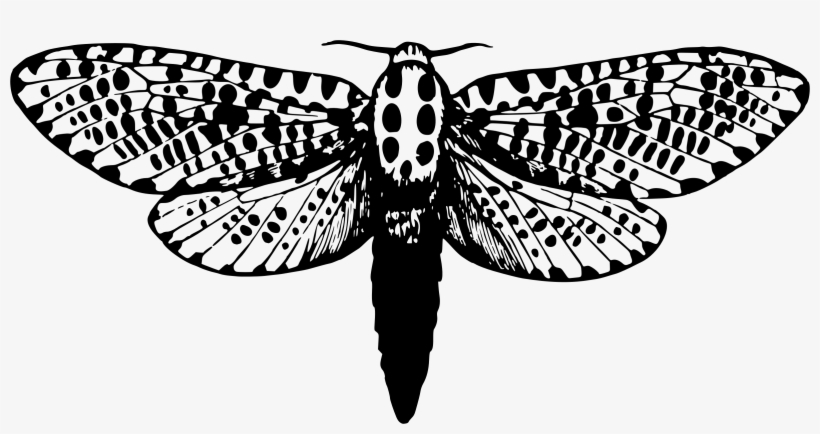 This Free Icons Png Design Of Leopard Moth, transparent png