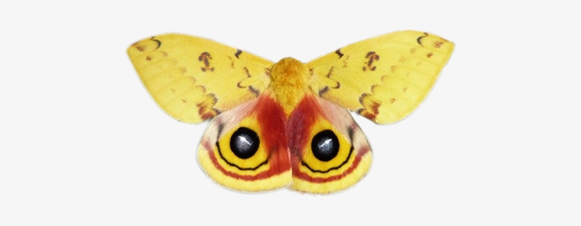 National Moth Week Is Only 1 Day Away Thanks To Fran - National Moth Week Mug, transparent png