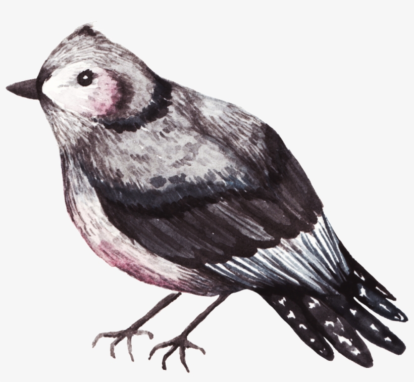 Delicate Watercolor Bird Decoration Transparent - Watercolor Painting, transparent png