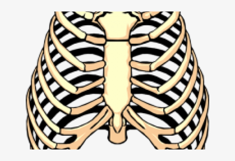 Rib Clip Art Png, transparent png