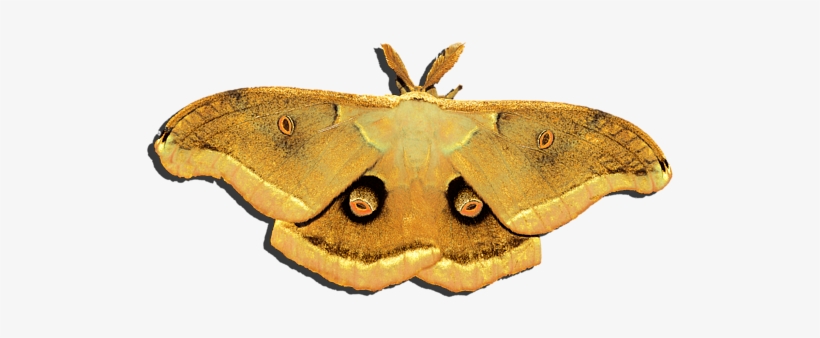 Click And Drag To Re-position The Image, If Desired - Lepidoptera, transparent png