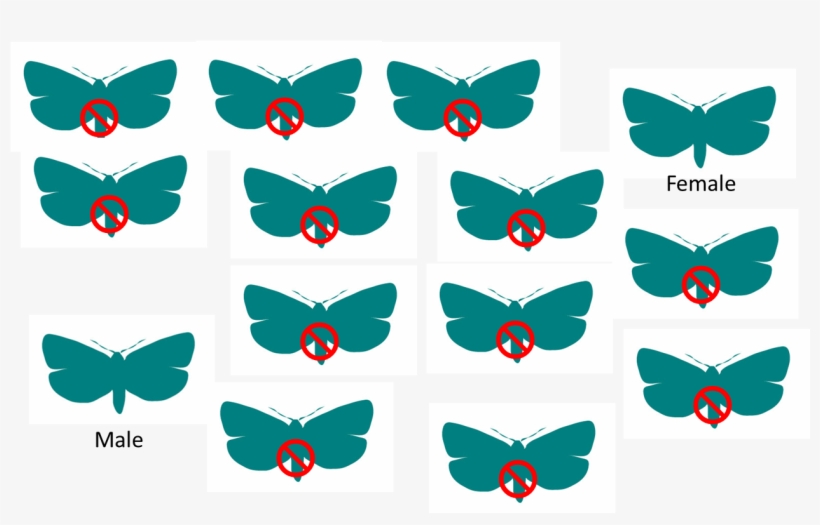 Sit Example - Sterile Insect Technique, transparent png