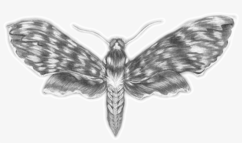 Moth - Portable Network Graphics, transparent png