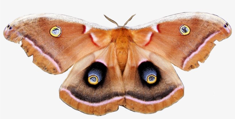 “polyphemus Moth - Polyphemus Moth Png, transparent png