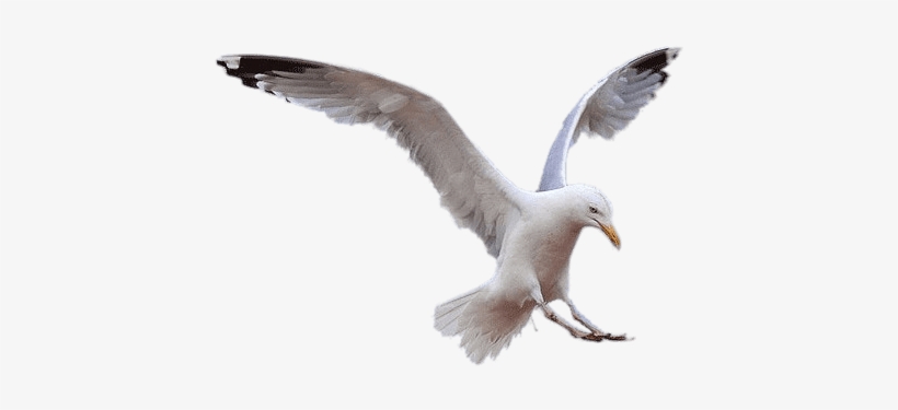Birds - Gaviota Png, transparent png