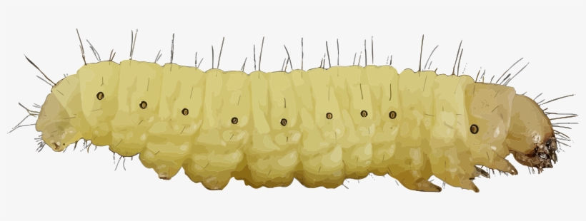 Caterpillar Png - Larvae Clipart, transparent png