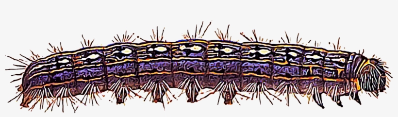 Several Types Of Caterpillars Create Tentlike Webs - Caterpillars Transparent, transparent png