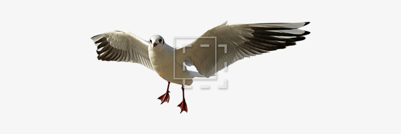 Parent Category - Flight, transparent png