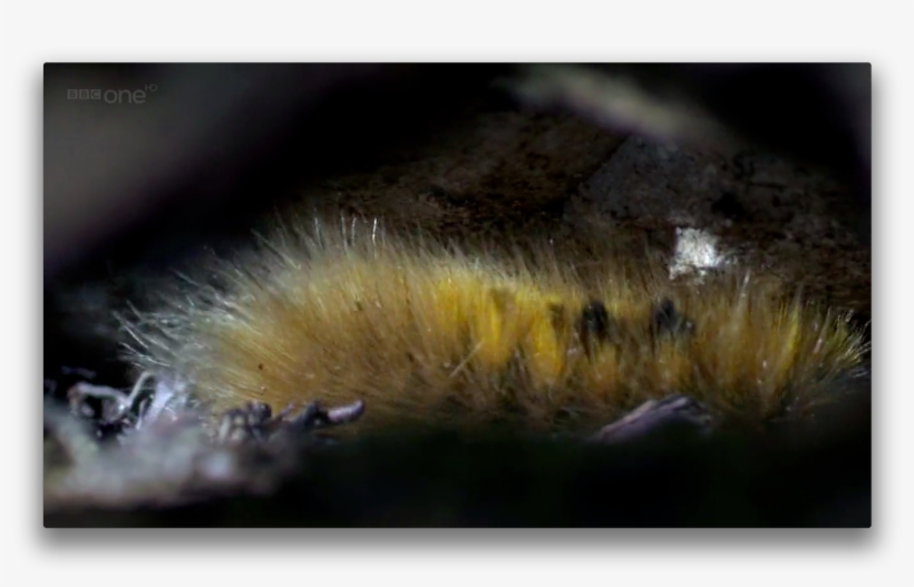 Caterpillar - Gynaephora Groenlandica, transparent png
