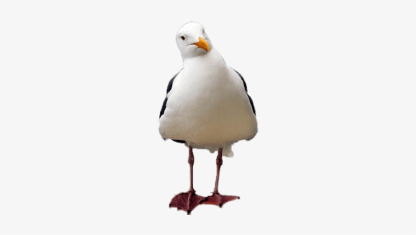 Seagull Tilted Head - Animal Needs: Who's New At The Zoo?, transparent png