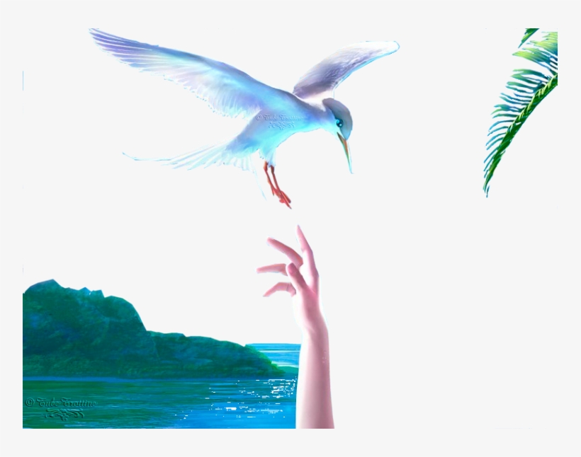 Seagulls - Vitriolum, transparent png