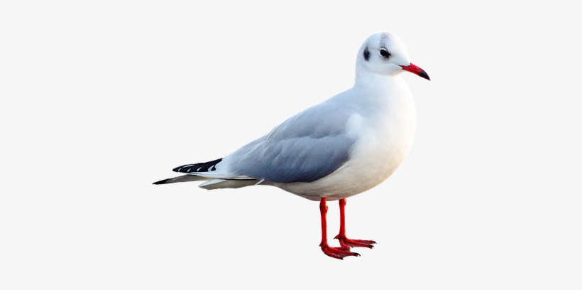 Seagull, Bird, Animal, Water Bird - Kuş Hayvan Resimleri, transparent png