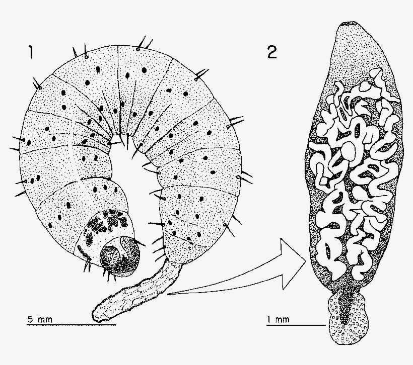 External Sac Of Procercoids Infecting A Noctuid Caterpillar - Caterpillar, transparent png