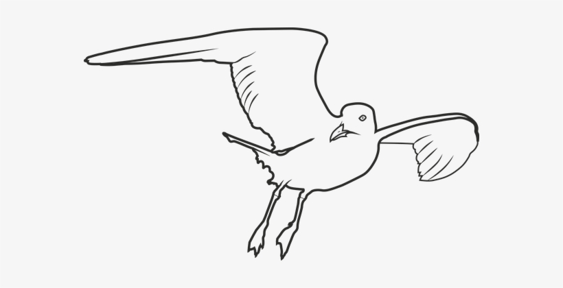 Seagull, Bird, Sea, Seevogel, Birds - Bird, transparent png
