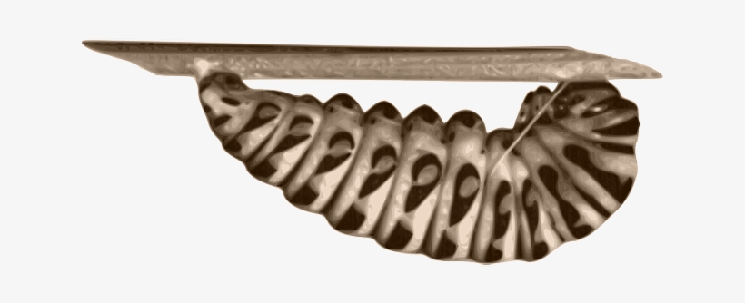 Grub, Cockchafer Grub, Cock Chafer Grub, Caterpillar - Cockchafer, transparent png
