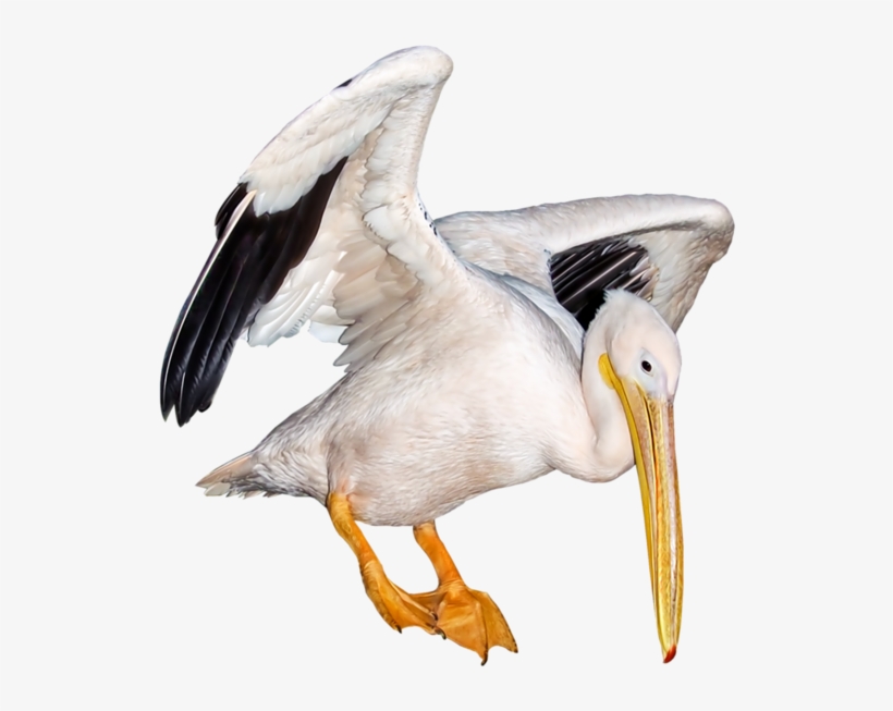 Seagull White Polyvore Moodboard Filler Animal Bird - Bird, transparent png