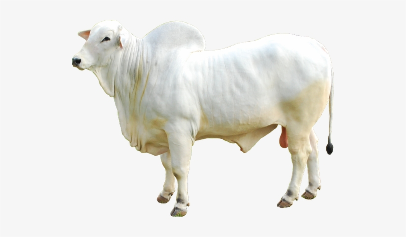Boi Nelore Png, transparent png