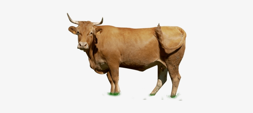 Boi Em Png - Gado Png, transparent png