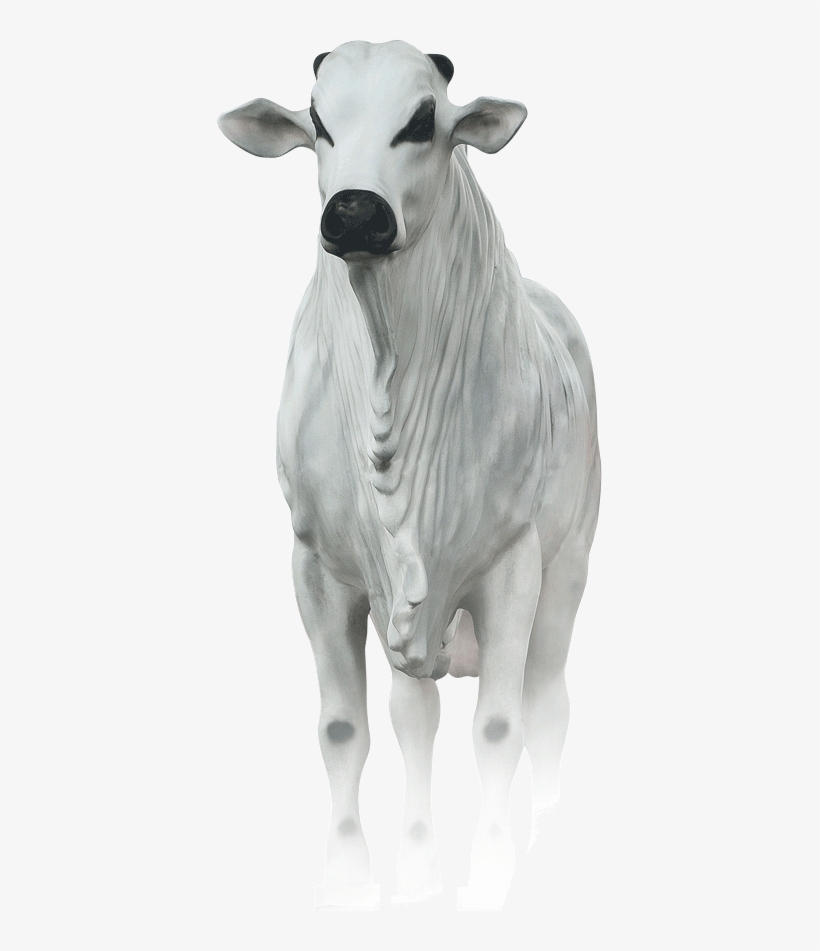 Boi - Livestock, transparent png
