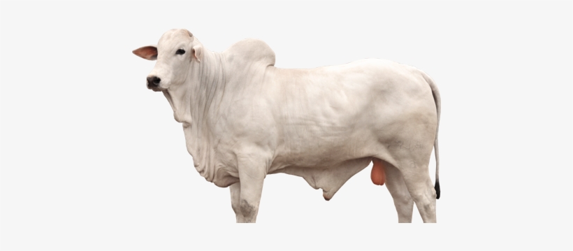 Boi Nelore Png - Cattle, transparent png
