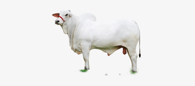 Gado Nelore Png - Sheep, transparent png