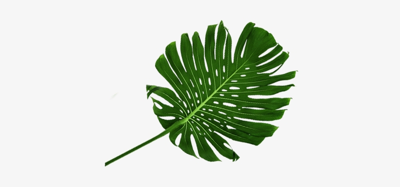 Http - //www - Veganparadice - Com - Mx/wp-content/ - Sabal Minor, transparent png