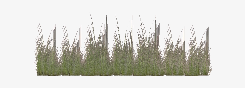 Coastal Grass 2 - Wiki, transparent png