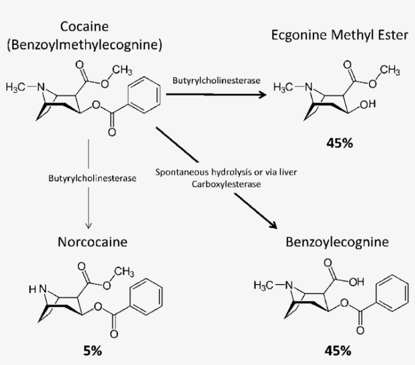 Three Primary Pathways Of Cocaine Metabolism And The - Cocaine Metabolism, transparent png