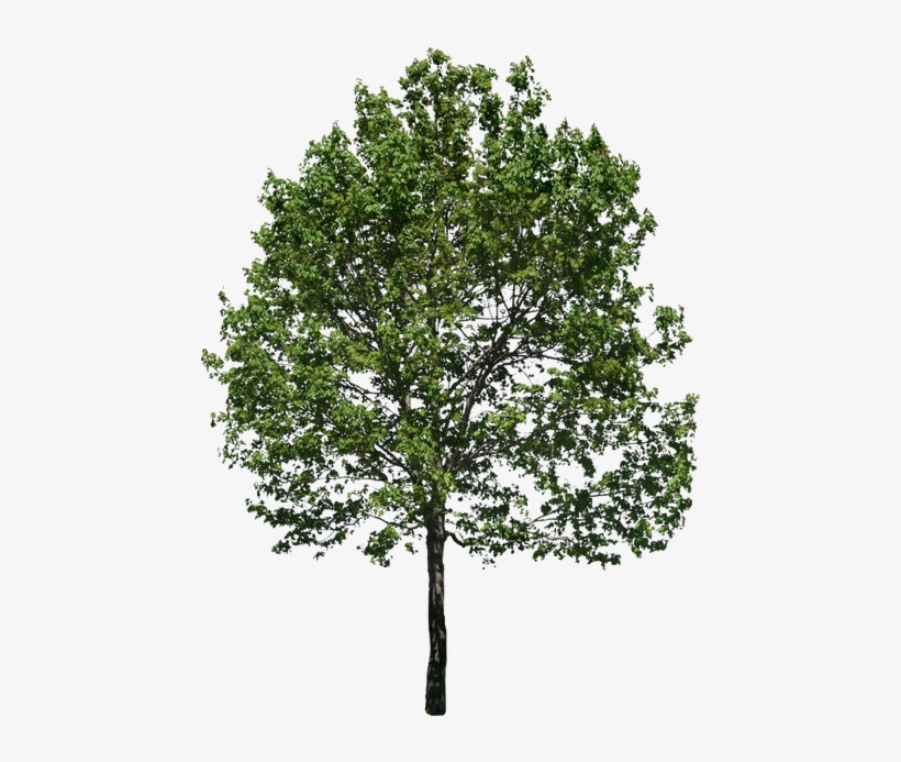 Related Wallpapers - Fraxinus Excelsior Png, transparent png