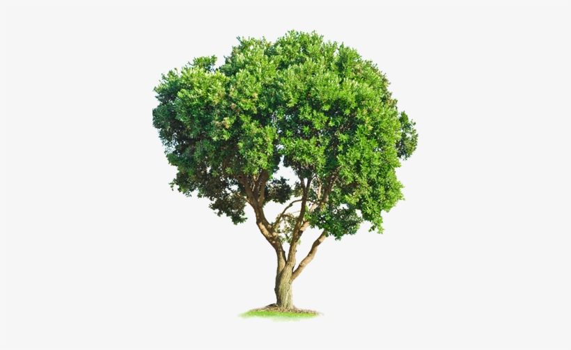 De Arboles - Tree Psd, transparent png