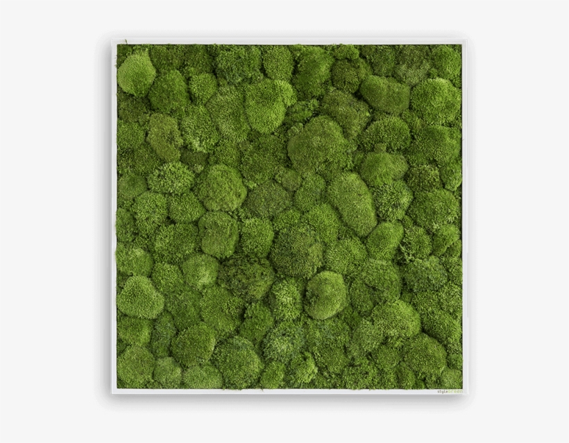 Free Moss Png Clip Black And White Download - Stylegreen Verticale Tuin Pole Moss - 80 X 80cm, transparent png