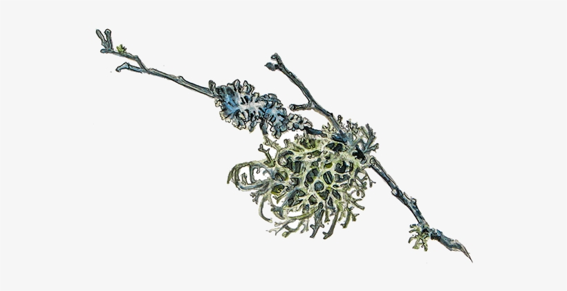 Oakmoss Png, transparent png