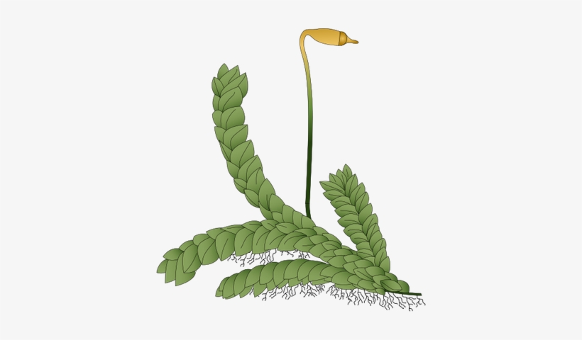 Ian Symbol Moss 2 - Non Vascular Plant Png, transparent png