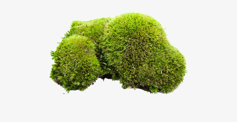 Pole Moss - Food, transparent png