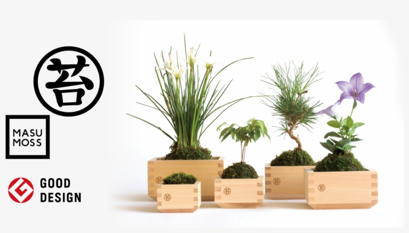 Masu Moss Masumoss Is A Green Interior Decoration, - Masumosu, transparent png