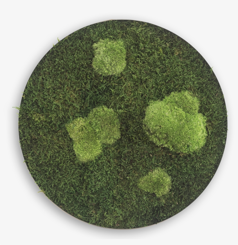 Flat En Pole Moss Circle ⍉ 34 Cms - Ellipsoidal Wood & Ball Moss 34, transparent png