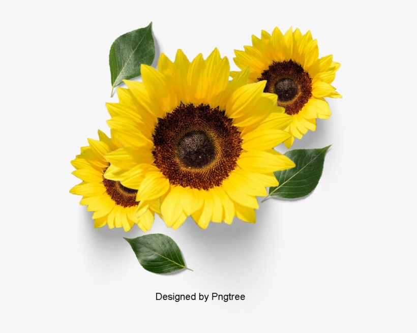 Beautiful Fresh Flower Petals, Flowers, Petals, Leaves - Flower, transparent png