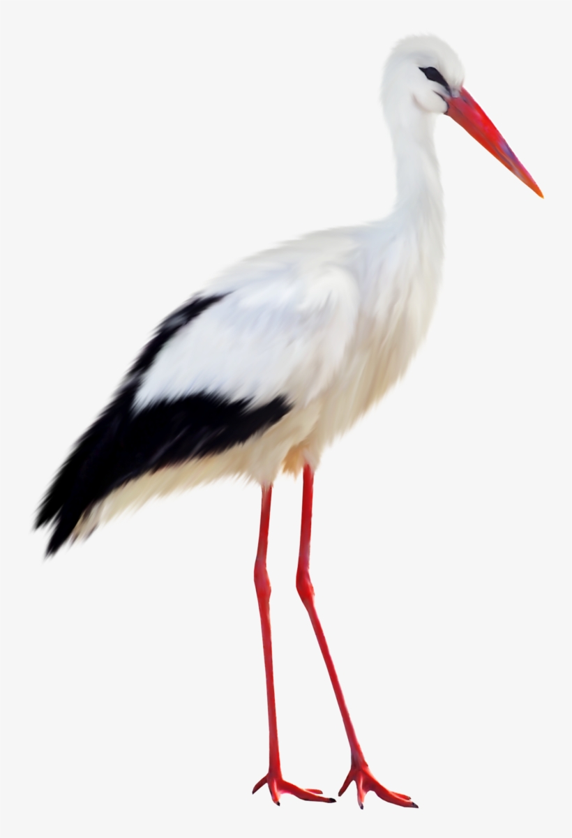 Stork Transparent Image - Stork Png, transparent png