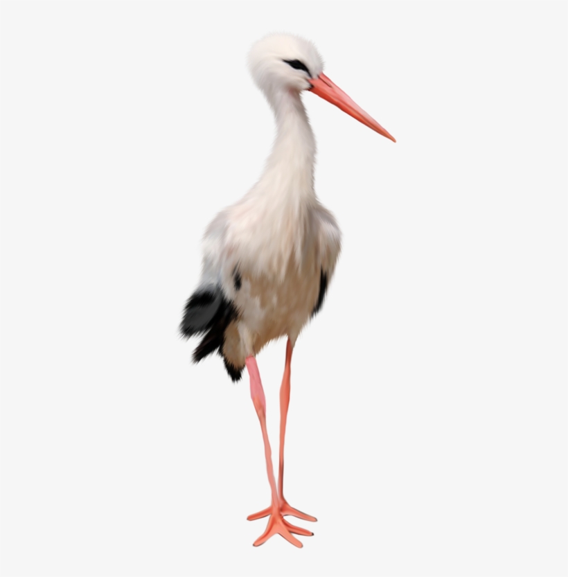 Download - Stork Png, transparent png