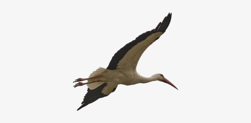 Stork Transparent Png Sticker - Stork Bird Png Transparent Background, transparent png