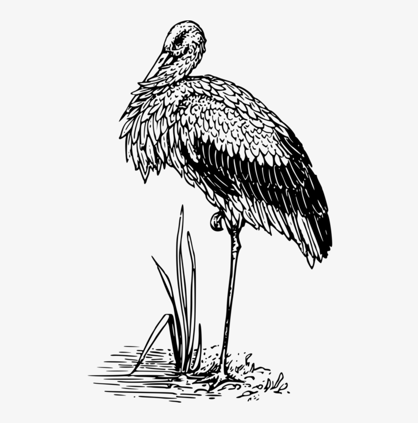 Crane White Stork Bird Hawk Beak - Stork, transparent png