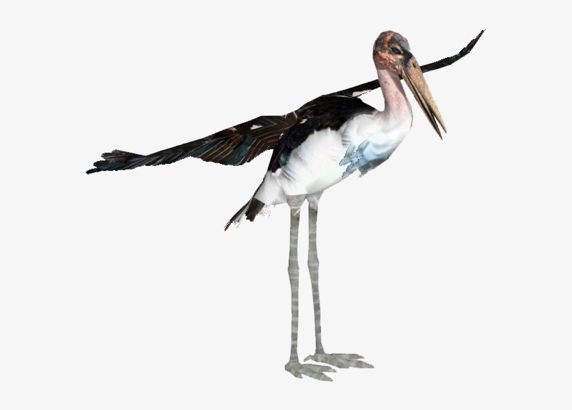 Marabou Stork - Mariibou Stork, transparent png
