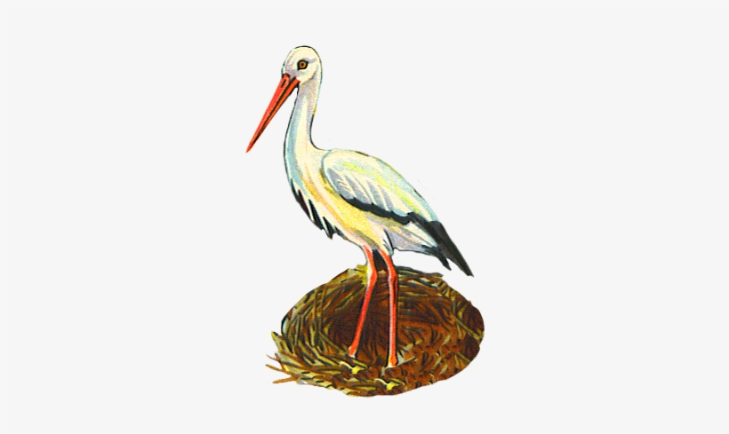 Birds - Stork Cliparts, transparent png