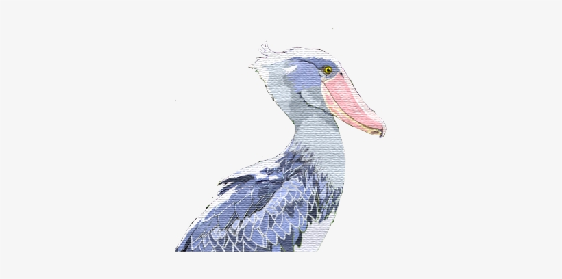 S Number 1 Is For Shoebill Stork - Shoebill Stork Png, transparent png