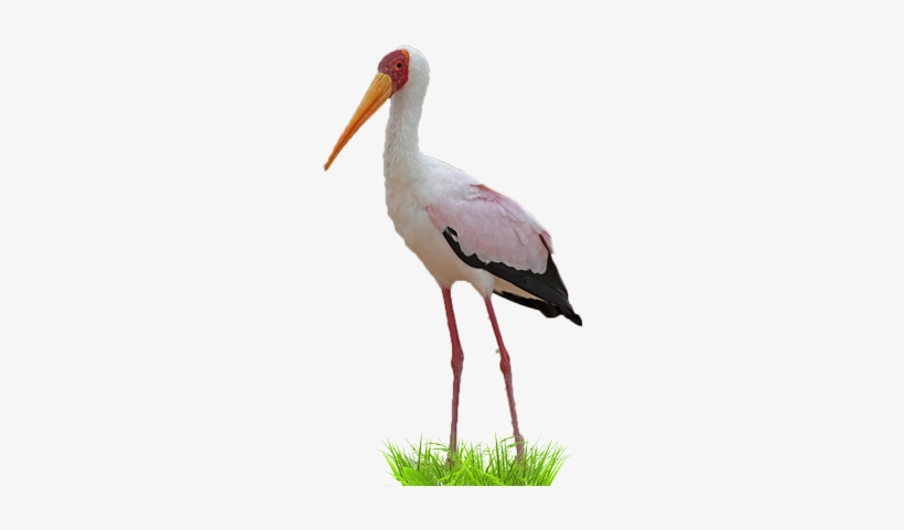 Yellow-billed Stork - Ciconiiformes, transparent png